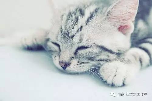 怎么看猫咪有没有猫藓啊,你的猫咪有什么坏习惯
