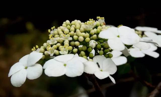 三台山五月盛开的花,5月宿迁三台山开什么花