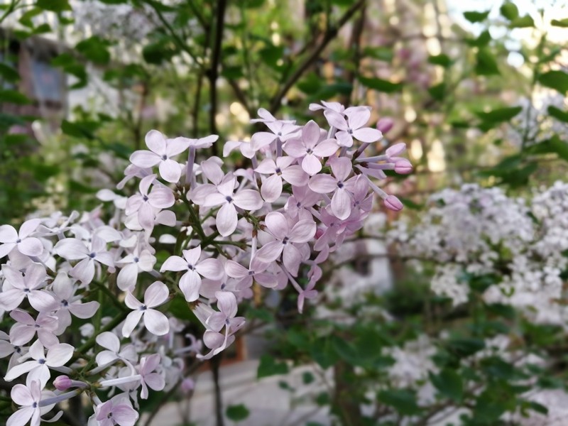 小辣椒a19手机,小辣椒双摄手机怎么样