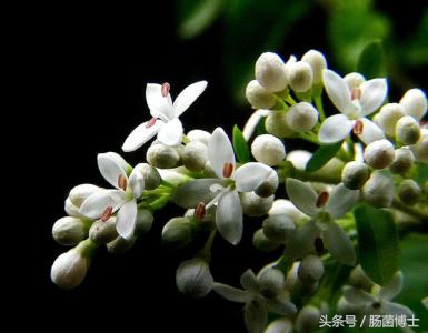 香氛疗法?有望成为结直肠癌治疗的一种新方法