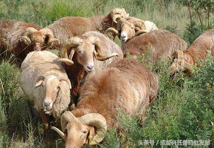 羊尿不出,考虑是否是尿结石,以及如何预防