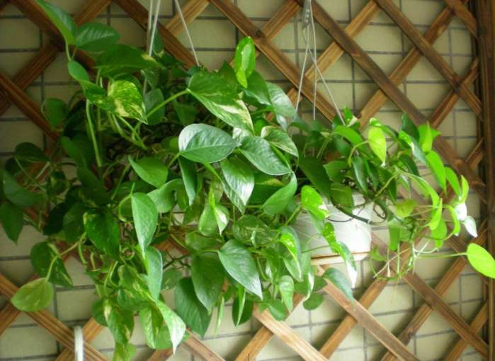 绿萝死了怎么让它活过来,绿萝花怎么养才不会死