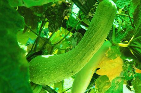 丝瓜水的特点,丝瓜水的药用价值