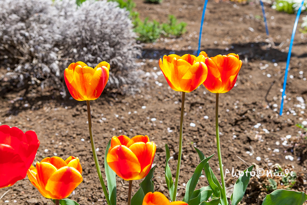空姐在东京旅游,跟着游东京