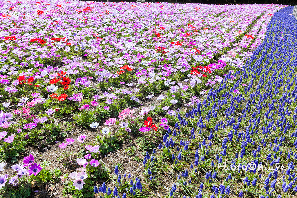 空姐在东京旅游,跟着游东京