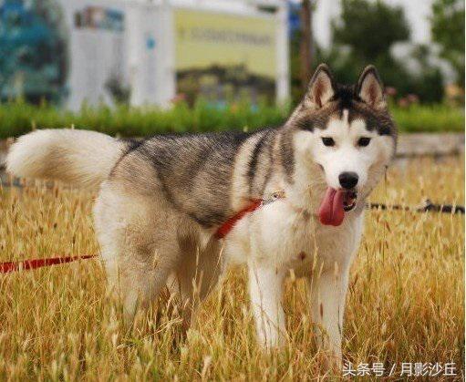 阿拉斯加和哈士奇哪个打架厉害,哈士奇和阿拉斯加幼犬如何区别