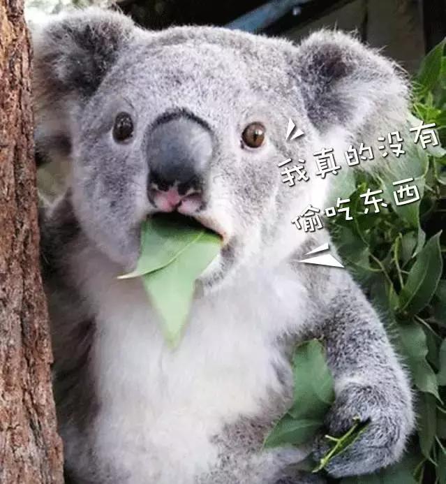 为什么去澳洲的朋友回来变胖,为什么从国外留学回来的人都变了