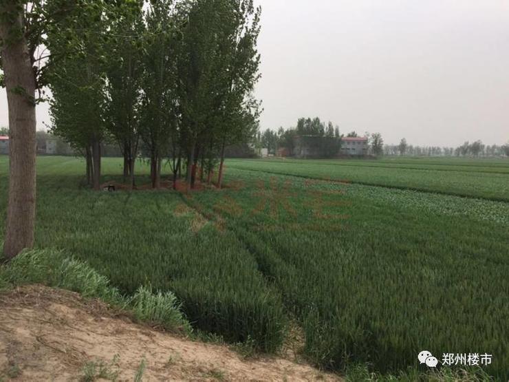 郑州中牟的雁鸣湖房地产,中牟雁鸣湖开发商