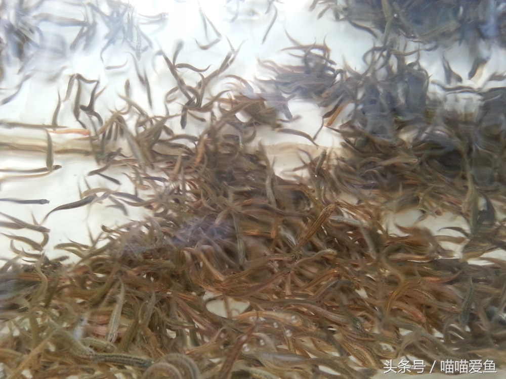 泥鳅养殖亏的一塌糊涂,泥鳅养殖防骗