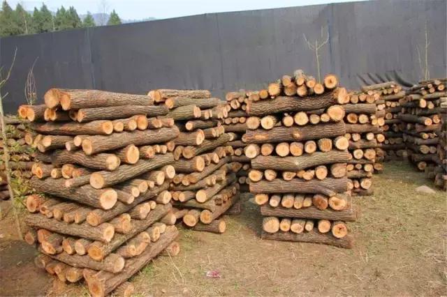 鍥涘窛閫氭睙绗竴缇庝汉,閫氭睙绗竴缇庝汉鏄皝