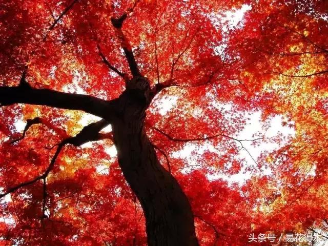 唐枫鸡爪槭红枫三角枫区别,鸡爪槭和红枫还有三角枫