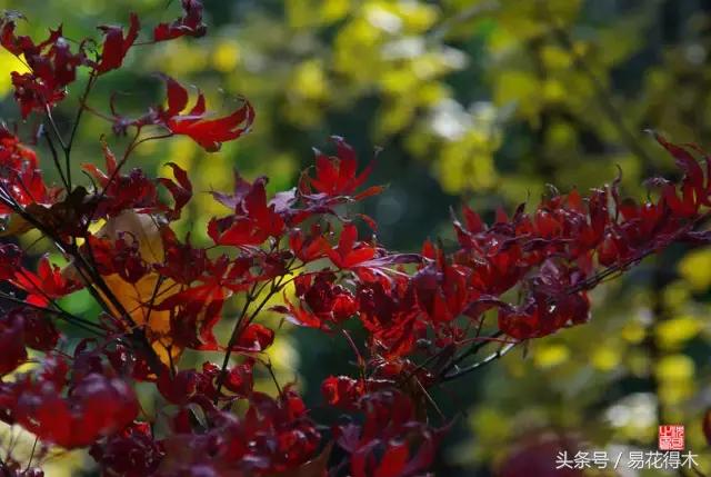 唐枫鸡爪槭红枫三角枫区别,鸡爪槭和红枫还有三角枫