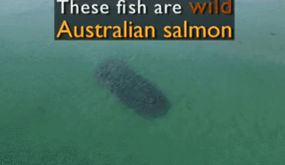 澳洲三文鱼泛滥原因,澳洲三文鱼泛滥没人吃