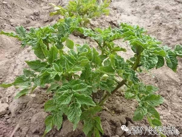 防治大豆病毒病的药剂有哪些,最新病毒病防治药剂