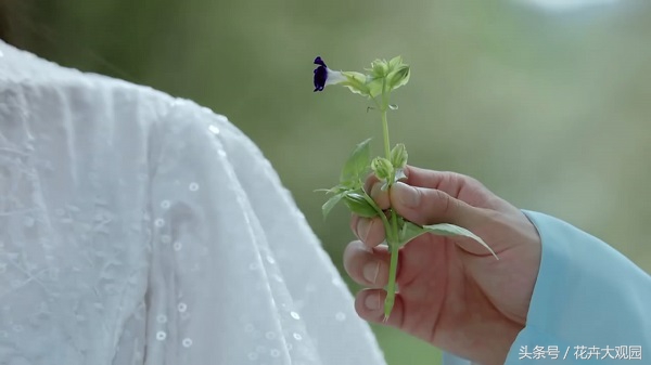 发财树吃多了竟然可以升仙？导演，我读书少你不要骗我！