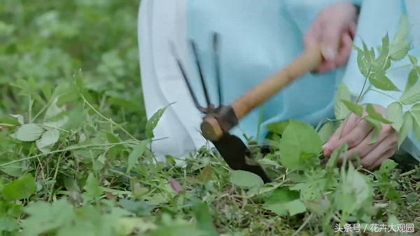 发财树吃多了竟然可以升仙？导演，我读书少你不要骗我！