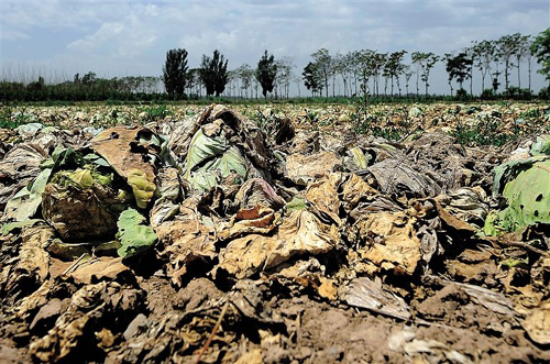 菜农遭遇困境你该怎么做,面对农产品滞销解决方案