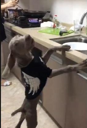 小姨子做饭,小姨子在厨房做饭