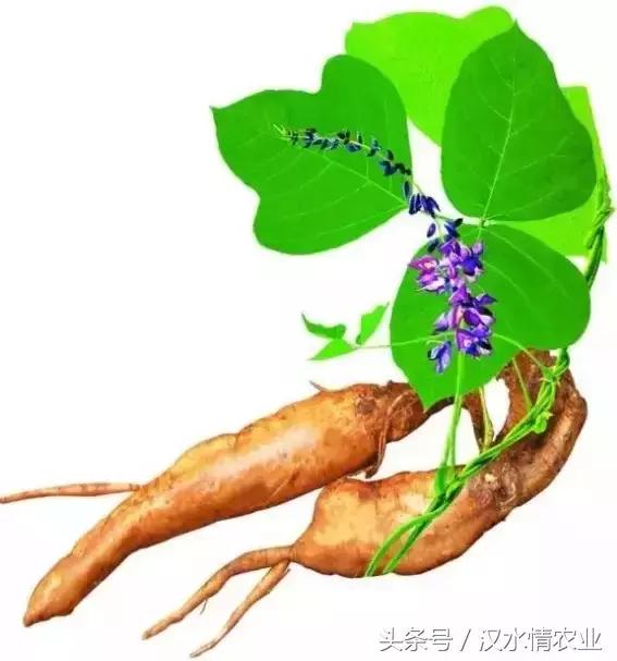 天然的血管支架,被称为血管天然支架的药材是