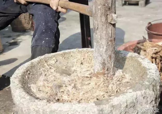 天然的血管支架,被称为血管天然支架的药材是