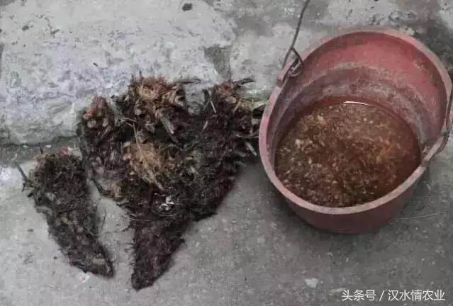 天然的血管支架,被称为血管天然支架的药材是