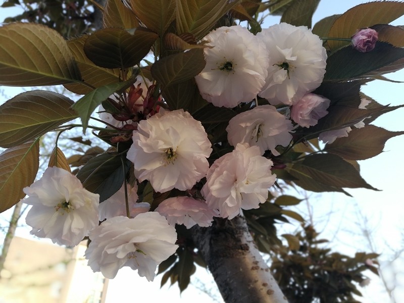 小辣椒a19手机,小辣椒双摄手机怎么样