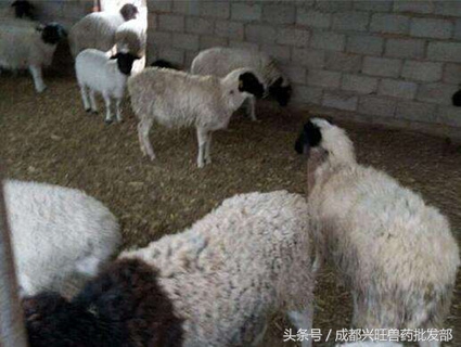 羊尿不出,考虑是否是尿结石,以及如何预防