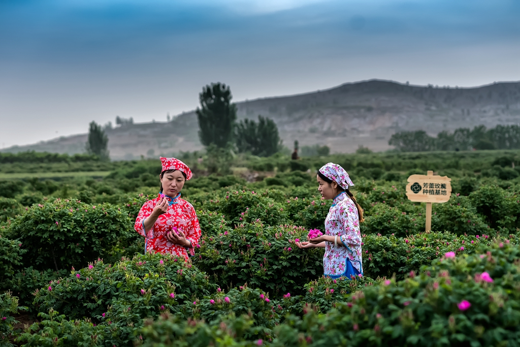 循着玫瑰香来到*瑰园玫**