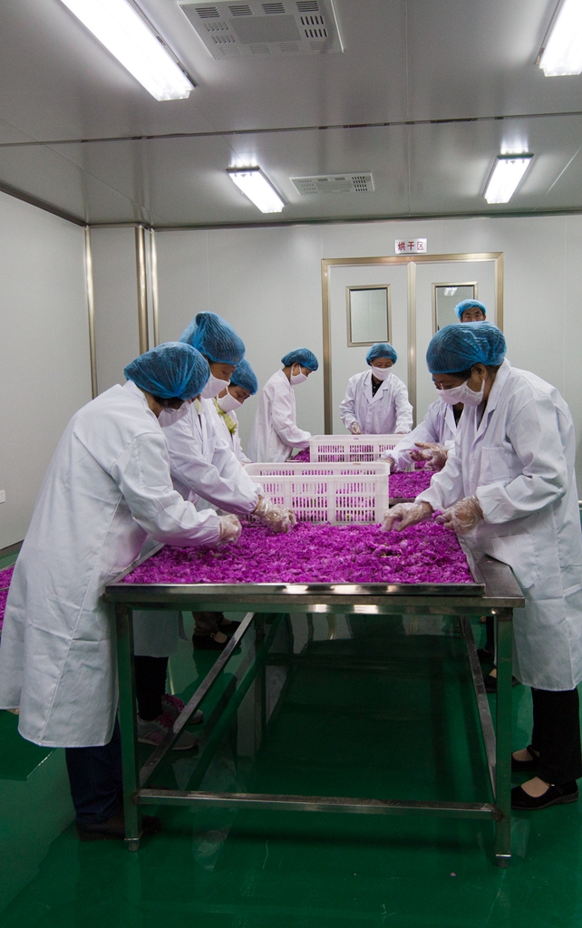 循着玫瑰香来到*瑰园玫**