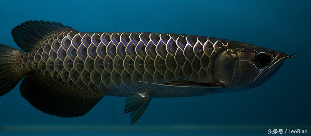 古典过背金龙鱼价值,过背金龙鱼怎么看