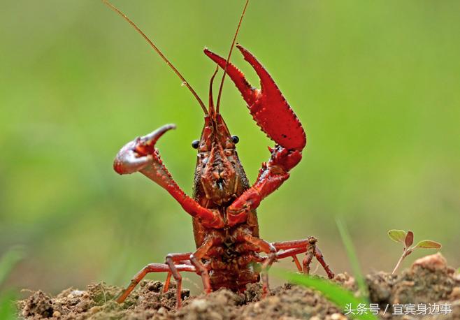 小龙虾基地钓龙虾,瑶海野钓龙虾的最佳地点