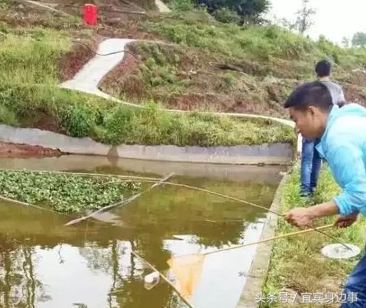 小龙虾基地钓龙虾,瑶海野钓龙虾的最佳地点