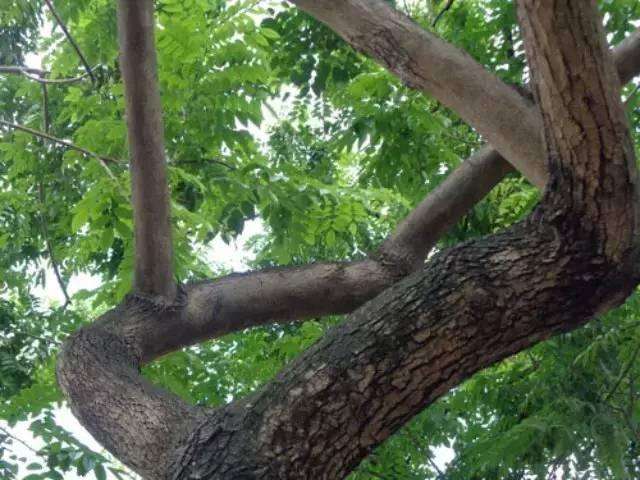 越南黄花梨拉丁文,越南黄花梨知识大全