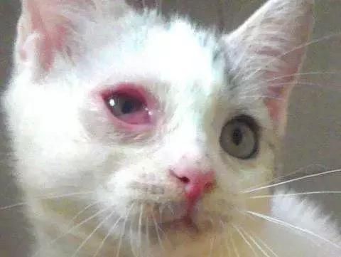 猫咪得了猫鼻支吃啥药啊,猫咪得了猫鼻支不吃药怎么办