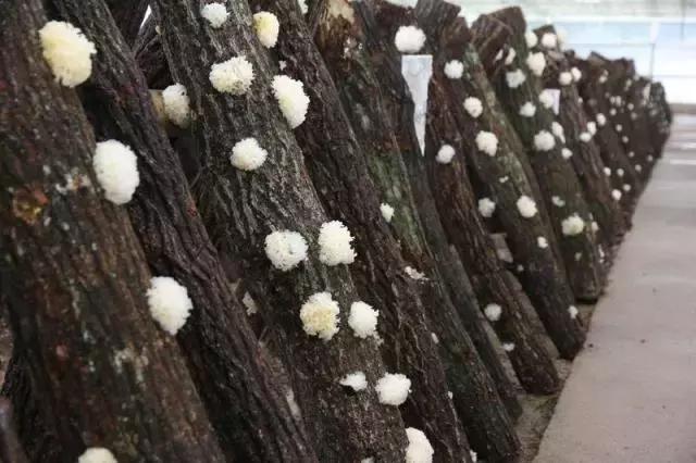 鍥涘窛閫氭睙绗竴缇庝汉,閫氭睙绗竴缇庝汉鏄皝