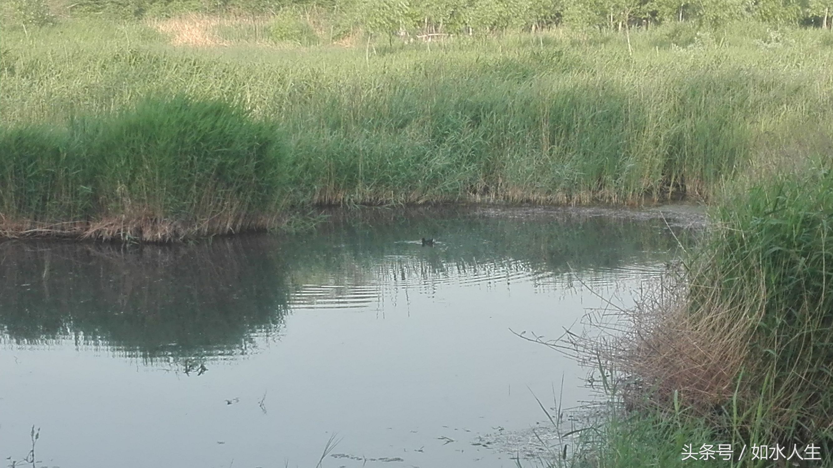 洹河晨色（随笔）