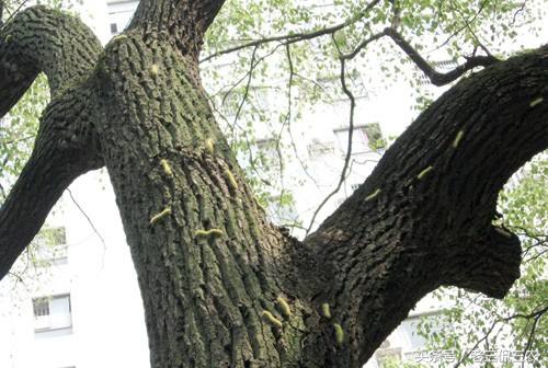 这像毛毛虫的野味，谁见过？又有谁敢吃？我是不止吃过一次，香！