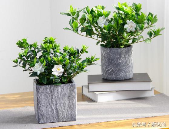 栀子花叶子发黄干枯是怎么回事,栀子花移栽后叶子蔫发黄怎么办