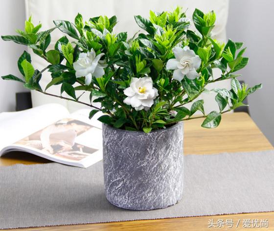 栀子花叶子发黄干枯是怎么回事,栀子花移栽后叶子蔫发黄怎么办