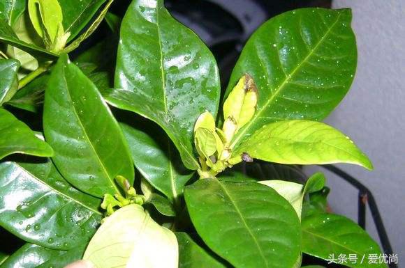 栀子花叶子发黄干枯是怎么回事,栀子花移栽后叶子蔫发黄怎么办