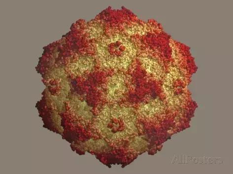 狗狗便血了?!养宠一定要知道的狗狗血便原因