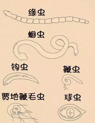 狗狗便血了?!养宠一定要知道的狗狗血便原因