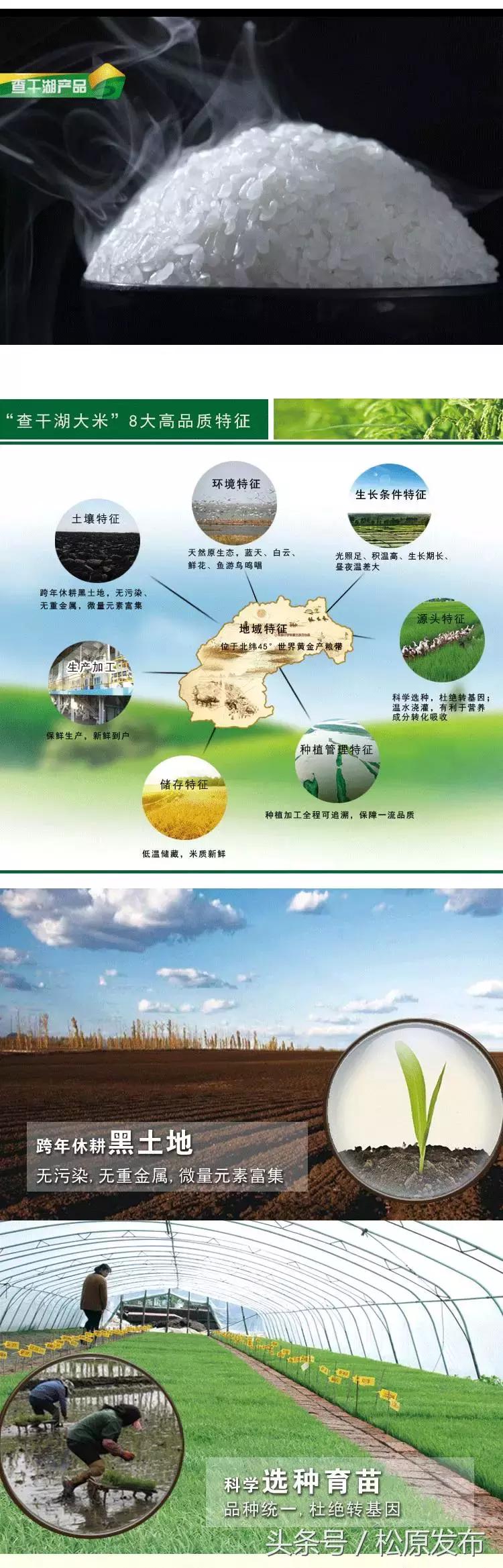 吉林松原大米好吃吗,松原市大米怎么样