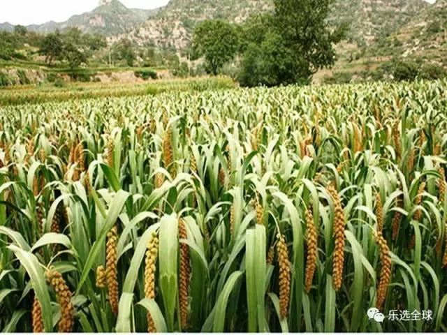 小米的功效与作用小米的营养价值,小米和黄小米的营养区别