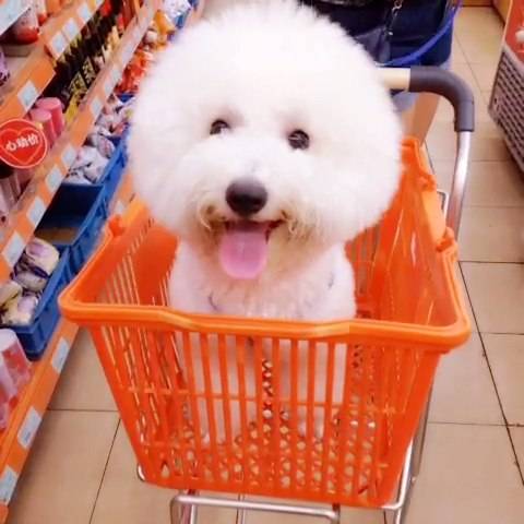 带狗狗逛超市买零食,铲屎官背着狗狗逛街