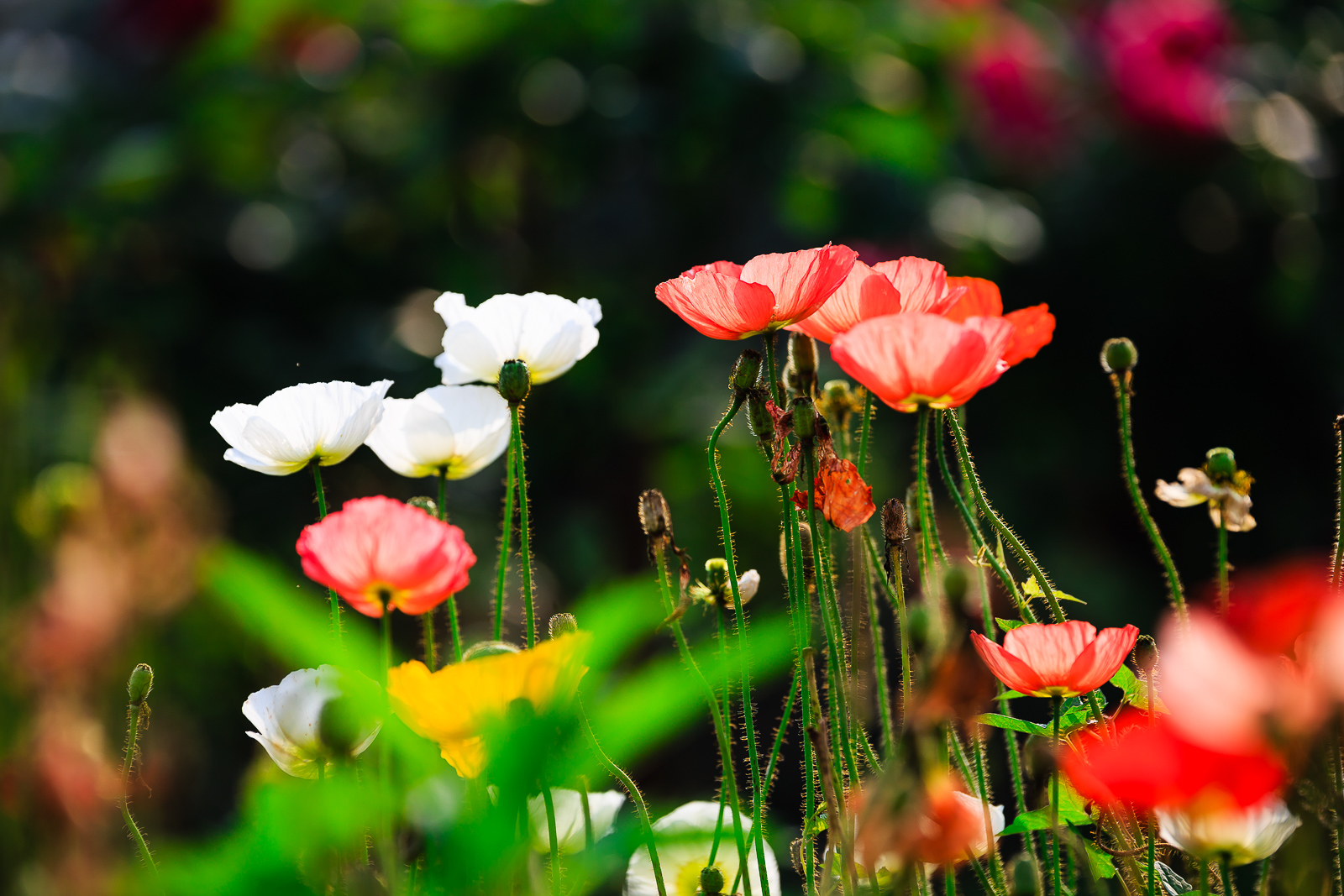 杨梅小镇简介,杨梅小镇的杨梅几月成熟