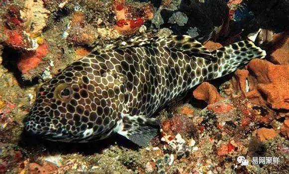 各类石斑鱼图片,常见的石斑鱼图片
