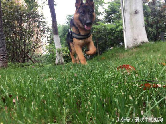 德牧幼犬趴蹄属于什么情况,三个月的幼犬趴蹄啥问题呢