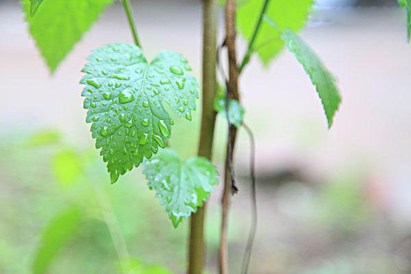 据说89种药食同源食物中的这8种对高血压、糖尿病、高血脂最好