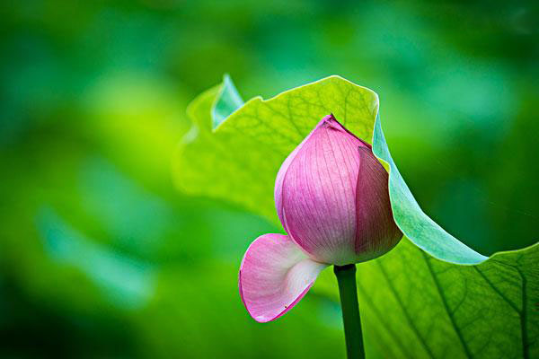 据说89种药食同源食物中的这8种对高血压、糖尿病、高血脂最好